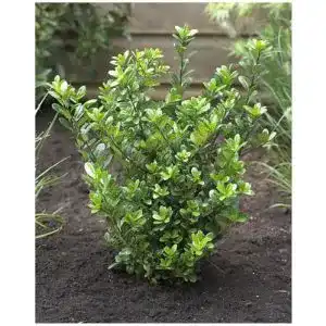 Ilex crenata Caroline Upright 10 Stück Stechpalme Stauden