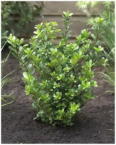 Ilex crenata Caroline Upright 10 Stück Stechpalme Stauden