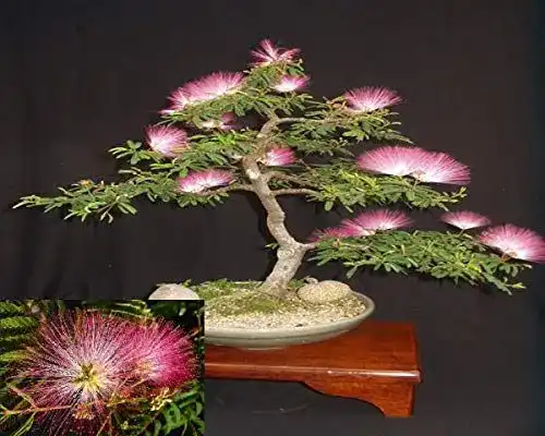 Bonsai-Samen Seidenbaum Mimosa – Persischer Schlafbaum