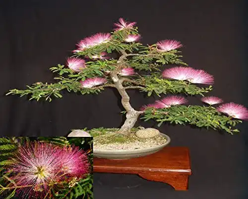 Bonsai-Samen Seidenbaum Mimosa – Persischer Schlafbaum