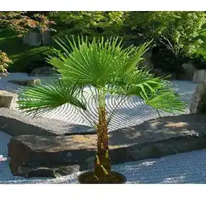 Hanfpalme Hybrid bis 100 cm Gesamthöhe von CSL Sunrise GmbH