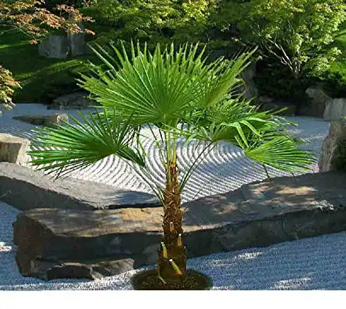 Hanfpalme Hybrid bis 100 cm Gesamthöhe von CSL Sunrise GmbH