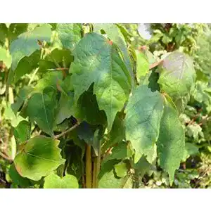 Kletterpflanze winterhart Parthenocissus Quinquefolia – Wilder Wein