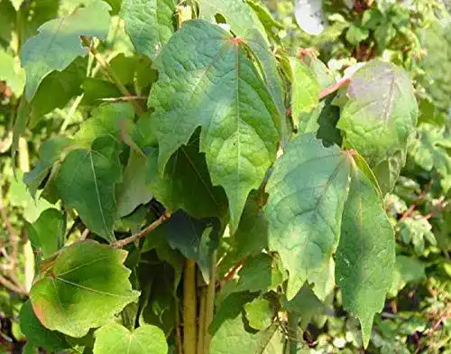 Kletterpflanze winterhart Parthenocissus Quinquefolia – Wilder Wein