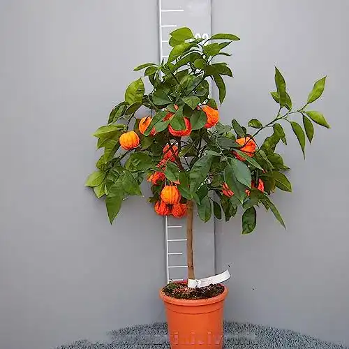 Orangenbaum Savini Vivai – Bitterorangen-Zitrusbaum im Topf