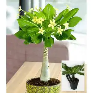 Hawaii-Palme von BALDUR Garten, 1 Pflanze im 12 cm-Topf