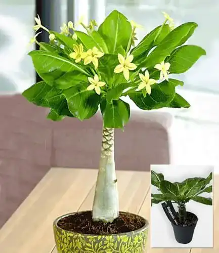 Hawaii-Palme von BALDUR Garten, 1 Pflanze im 12 cm-Topf