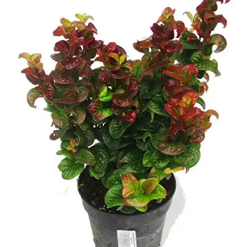 Lavendelheide Curly Red Leucothoe axillaris im 17 cm Topf