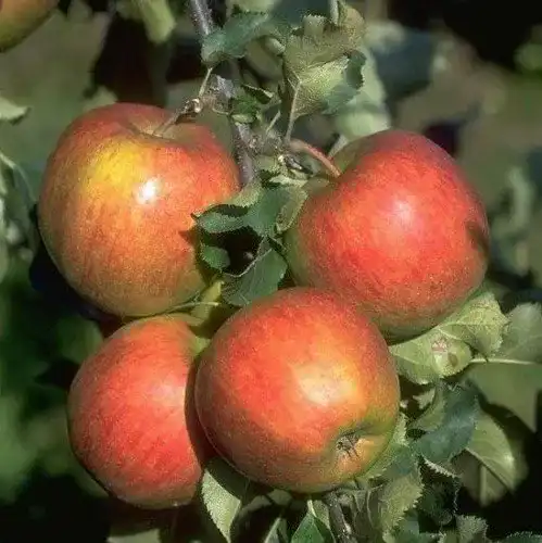 Apfelbaum Jonagold 10 Liter Container