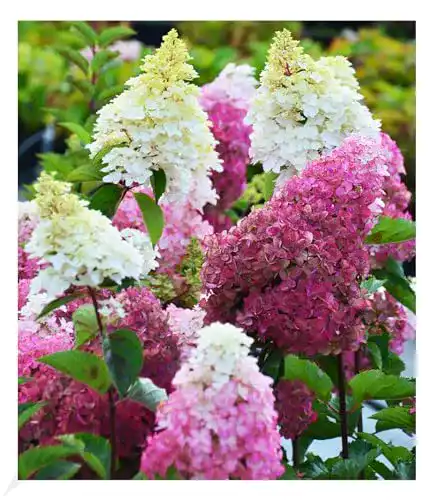 Rispenhortensie Baldur Garten Freiland-Hortensie Fraise Melba