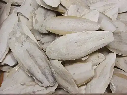 Sepiaschalen Lasama Bruch 100 g für Terraristik und Haustiere