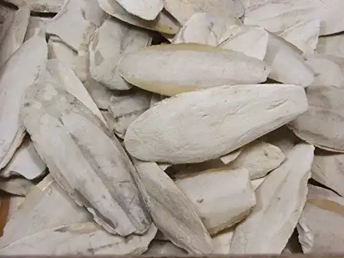 Sepiaschalen Lasama Bruch 100 g für Terraristik und Haustiere