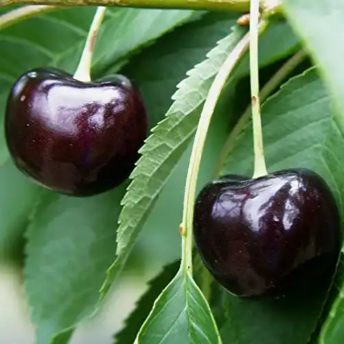 Kirschbaum Oktavia: Aromatische Süßkirsche mit hohem Ertrag