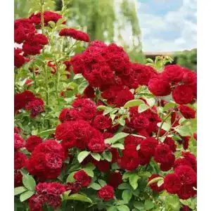Kletterrose Baldur Garten Rambler-Rose Chevy Chase, 1 Pflanze