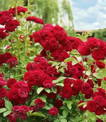 Kletterrose Baldur Garten Rambler-Rose Chevy Chase, 1 Pflanze