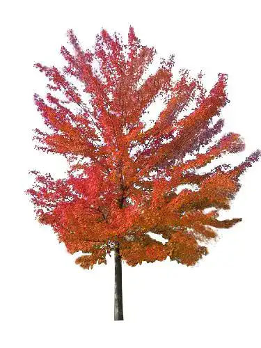 Ahorn-Samen Rot-Ahorn (Acer rubrum) 10 Samen für die Anzucht