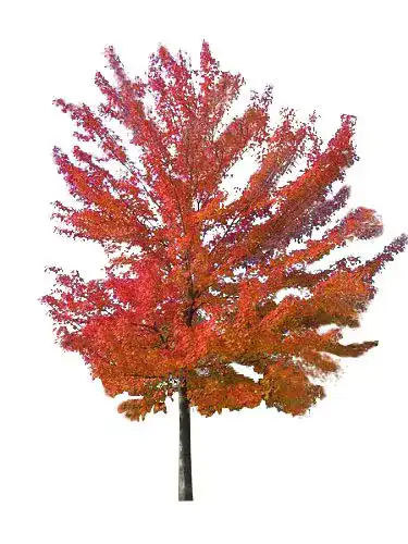 Ahorn-Samen Rot-Ahorn (Acer rubrum) 10 Samen für die Anzucht