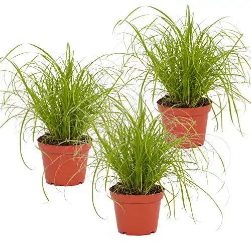 Bio Katzengras Pflanze Cyperus ‚Zumula‘ im Topf 3 Stück