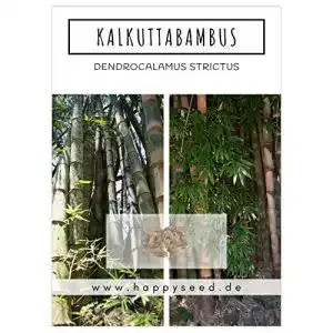 Bambus Samen von Happyseed mit hoher Keimrate für Garten und Balkon