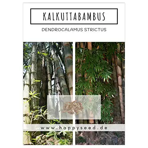 Bambus Samen von Happyseed mit hoher Keimrate für Garten und Balkon