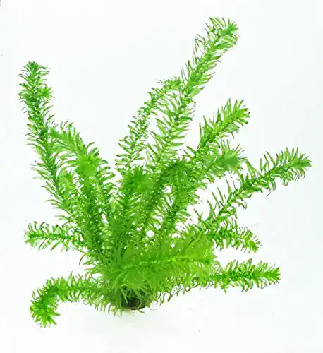Wasserpest Egeria Densa im Topf, winterharte Sauerstoffpflanze für Teiche
