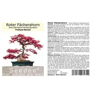 Bonsai-Samen Roter Fächerahorn Acer palmatum für Bonsai-Gestaltung