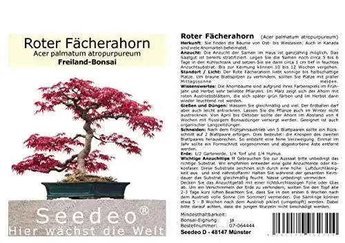 Bonsai-Samen Roter Fächerahorn Acer palmatum für Bonsai-Gestaltung