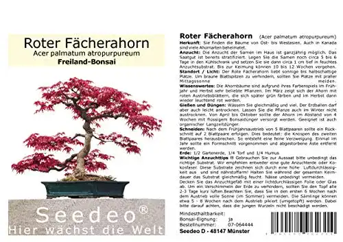 Bonsai-Samen Roter Fächerahorn Acer palmatum für Bonsai-Gestaltung