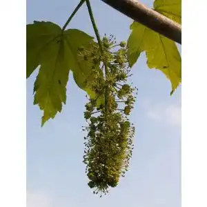 Ahorn-Samen Berg-Ahorn (Acer pseudoplatanus) 50 Stück