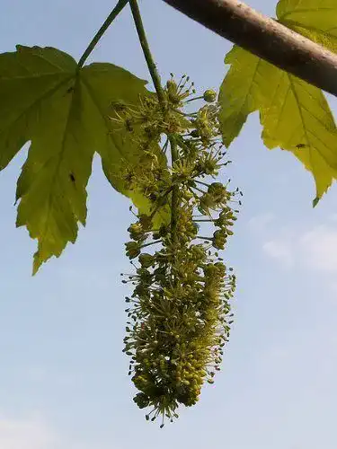 Ahorn-Samen Berg-Ahorn (Acer pseudoplatanus) 50 Stück