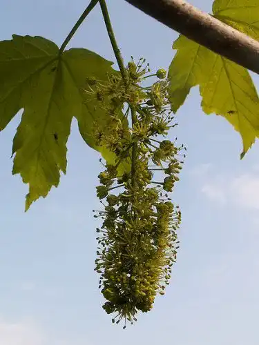 Ahorn-Samen Berg-Ahorn (Acer pseudoplatanus) 50 Stück