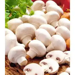 Pilzkultur Baldur Garten Weiße Edel-Champignons im Set zur Pilzzucht