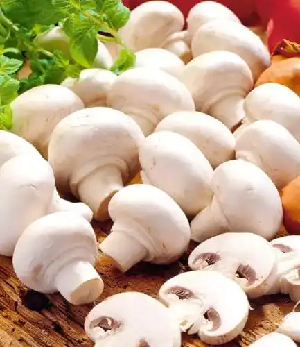 Pilzkultur Baldur Garten Weiße Edel-Champignons im Set zur Pilzzucht