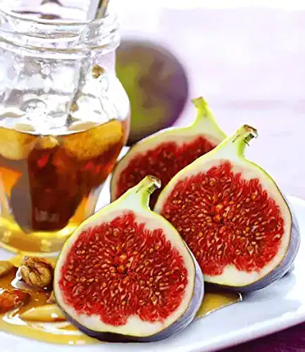 Feigenbaum Baldur Garten – Frucht-Feige Rouge de Bordeaux, 1 Pflanze