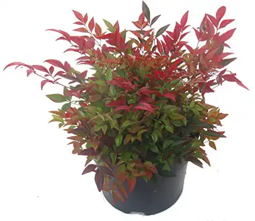 Winterharte Balkonpflanzen Nandina domestica für Garten und Terrasse