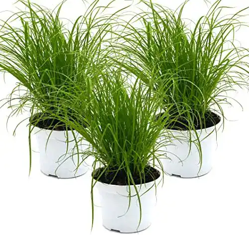 Echtes Cyperus alternifolius Katzengras für Haustiere