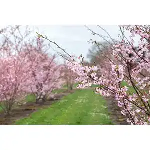 Zierkirsche Accolade von Ehren – Prunus Accolade – Containerware 100-150 cm