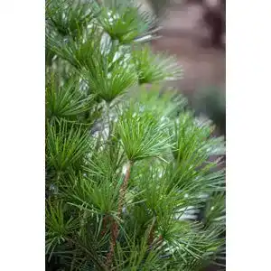 Japanische Schirmtanne PlantaPro Sciadopitys verticillata C 5 30-40