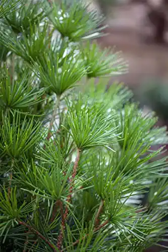 Japanische Schirmtanne PlantaPro Sciadopitys verticillata C 5 30-40