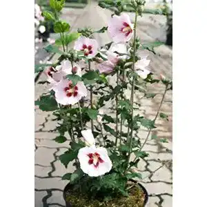 Hibiskus Pflanze Roseneibisch Hamabo 40-60 cm im Topf