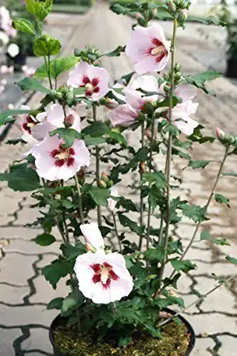Hibiskus Pflanze Roseneibisch Hamabo 40-60 cm im Topf
