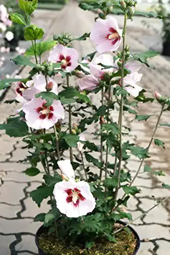 Hibiskus Pflanze Roseneibisch Hamabo 40-60 cm im Topf