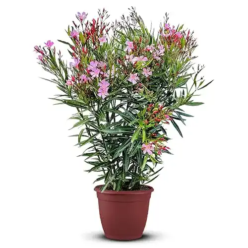 Nerium Oleander Pflanzen Exotische, winterharte Blumen für den Garten