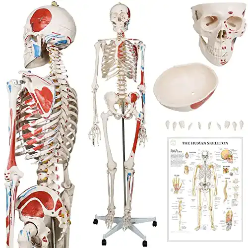 Anatomie Skelett Jago mit Poster und Ständer, lebensgroß und beweglich