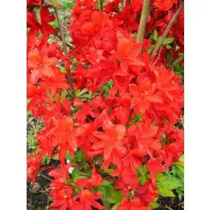 Rhododendron luteum Fireball – Rote Gartenazalee im 5 Liter Container