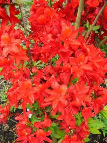 Rhododendron Rot – Gartenazalee mit leuchtend roten Blüten im 5 Liter Container