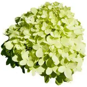 Rispenhortensie Limelight Pflanzenversand für Qualität und Service