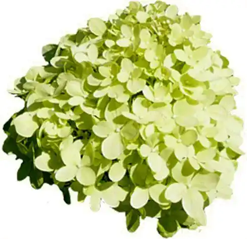 Rispenhortensie Limelight Pflanzenversand für Qualität und Service