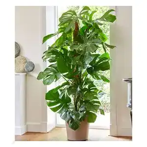 Luftreinigende Monstera Pflanzen von BALDUR Garten