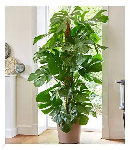 Luftreinigende Monstera Pflanzen von BALDUR Garten